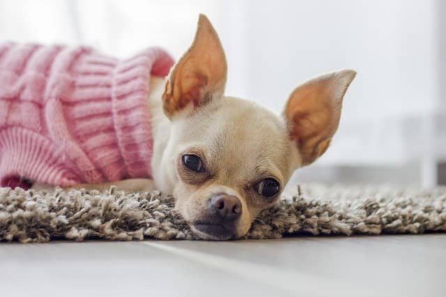 Dropship and Sell Pet Supplies Online 4 pet supplies dropshipping