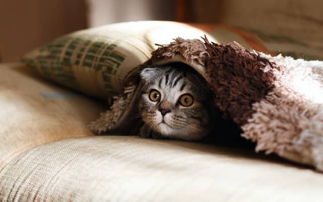 Dropship and Sell Pet Supplies Online 5 pet supplies dropshipping