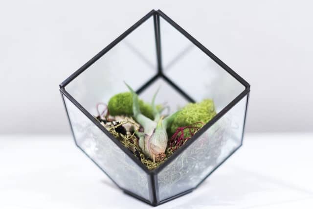 Glass terrariums
